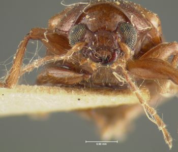 Media type: image;   Entomology 31780 Aspect: head frontal view